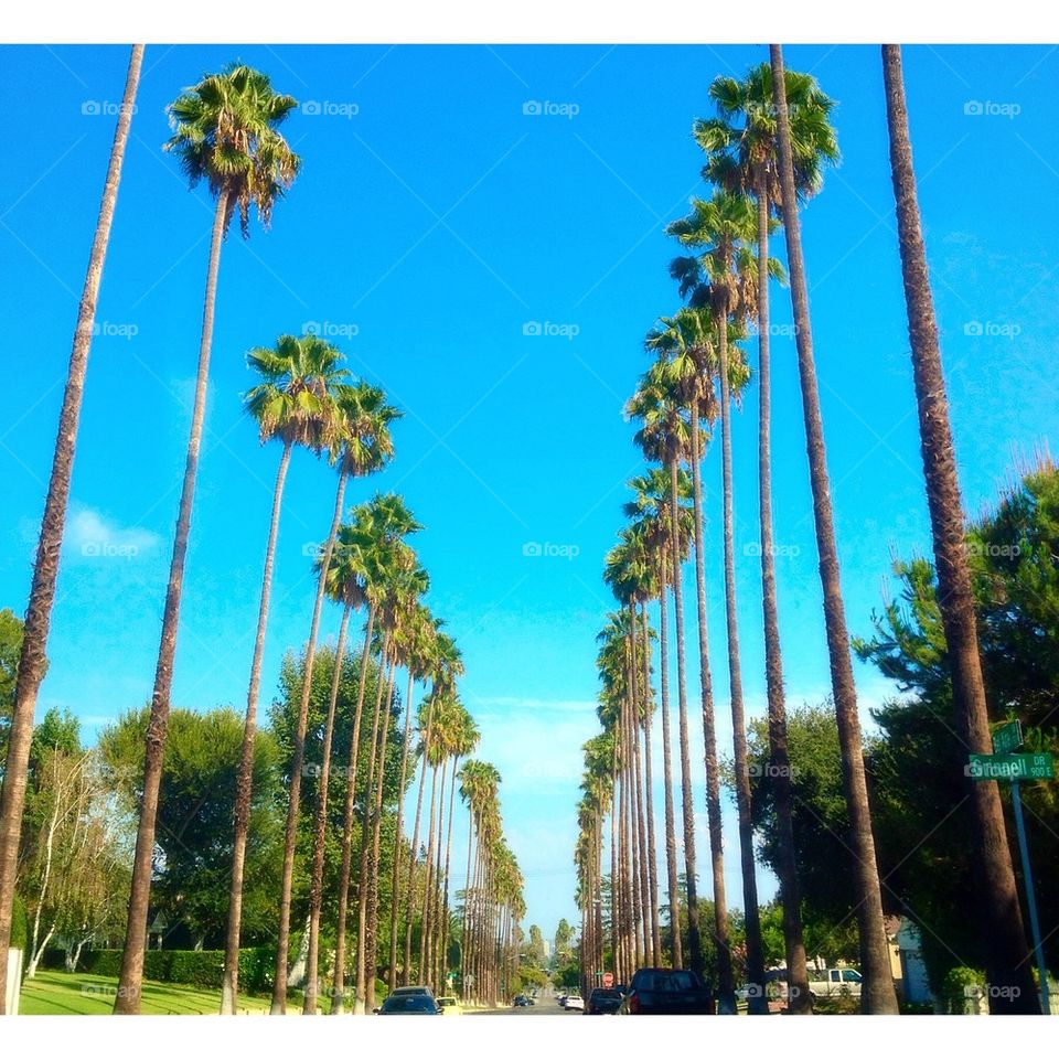 California palms