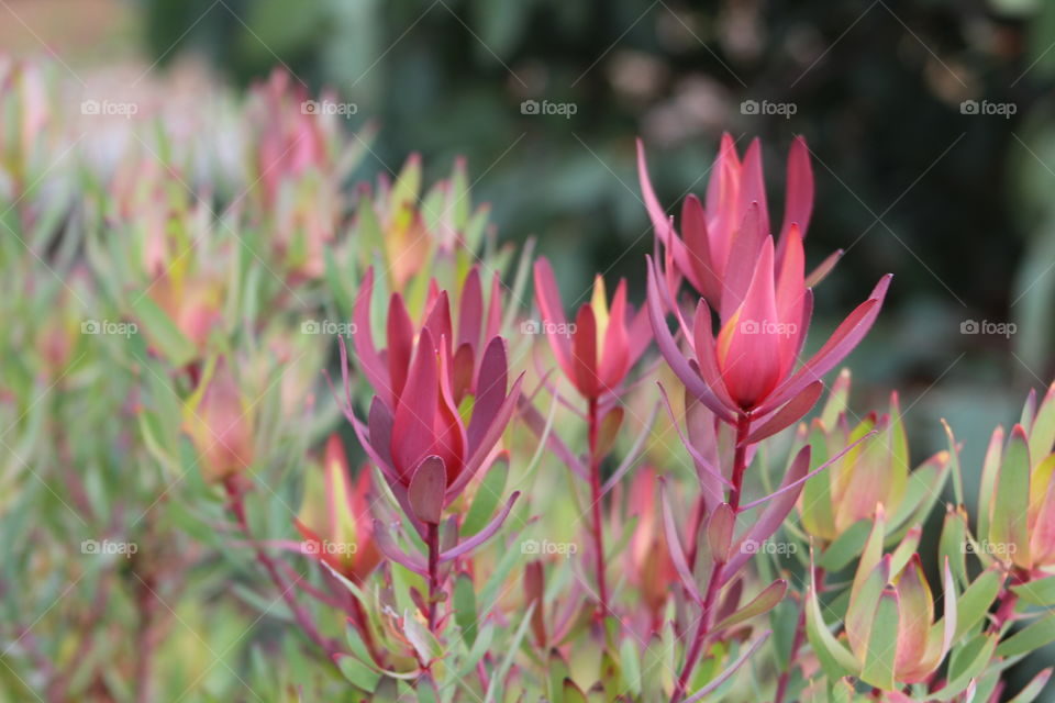 vibrant leucadendrons