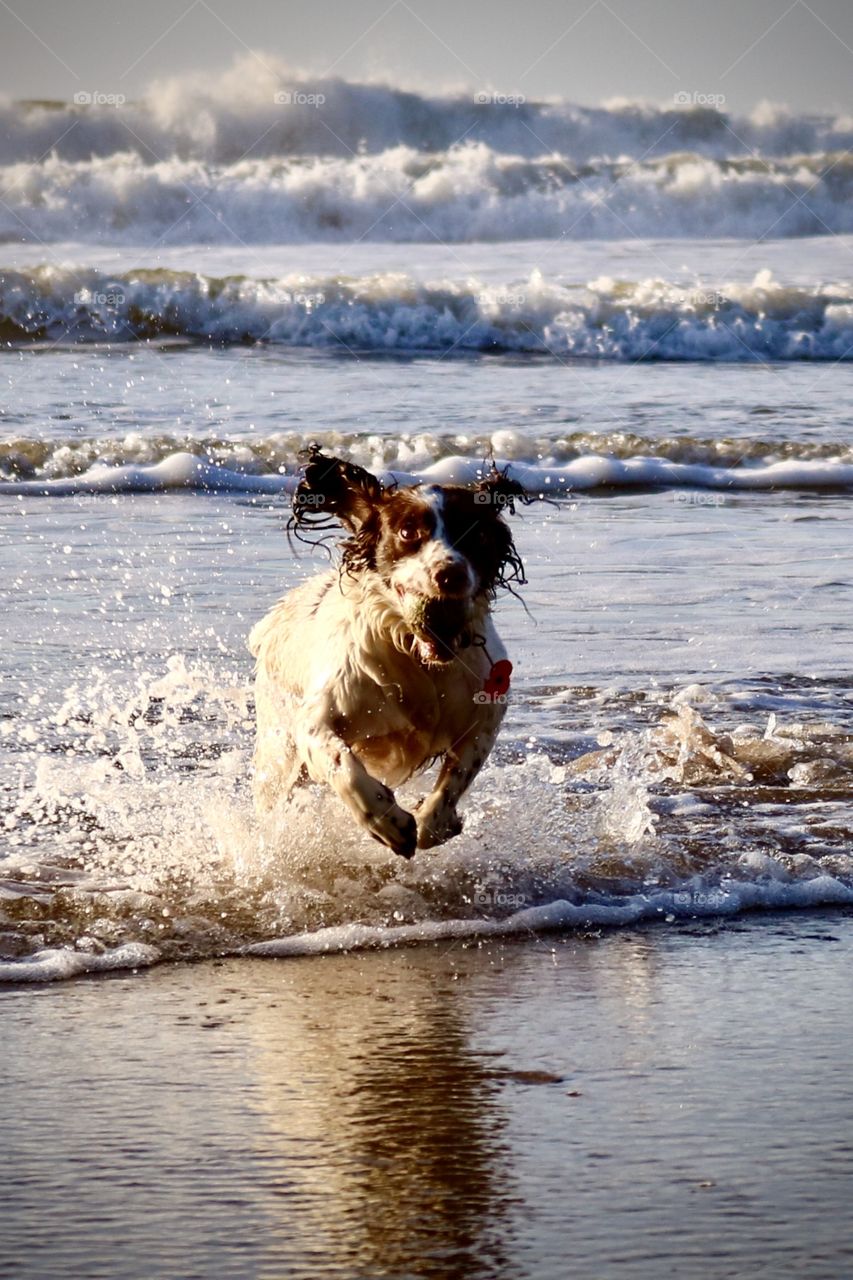 Springer spaniel in the waves