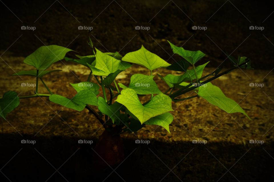 Green leaves / Folhas verdes