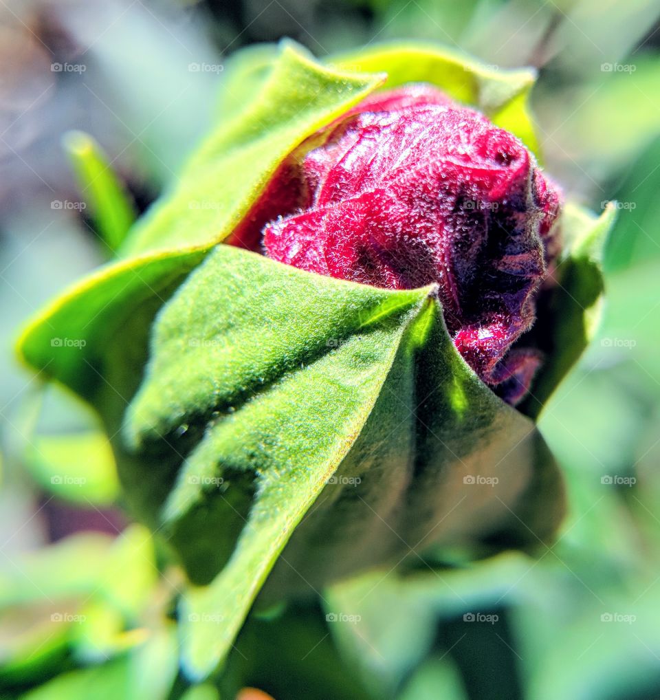 budding vibrant ower