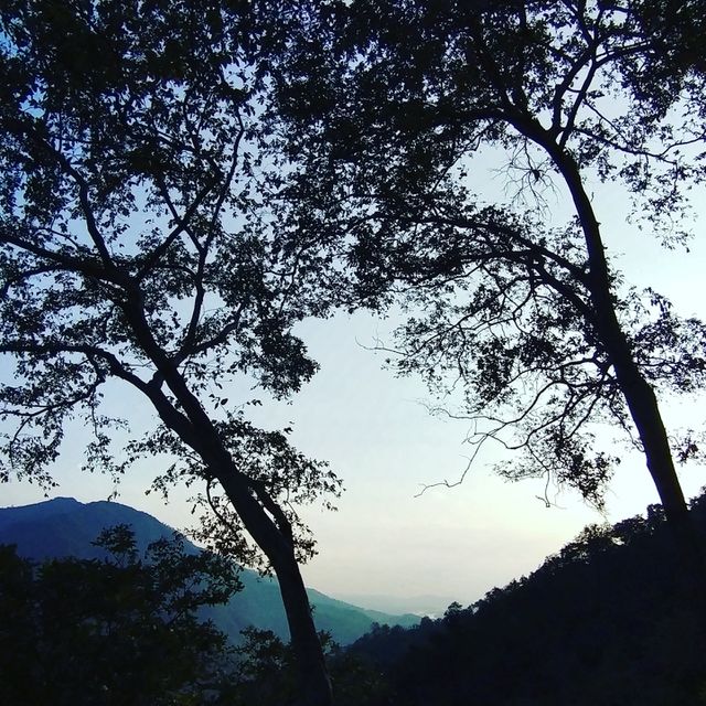 tree sky
