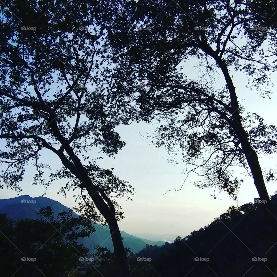 tree sky