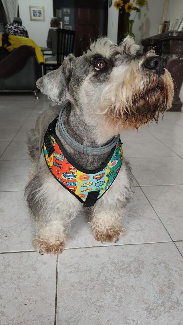 schnauzer