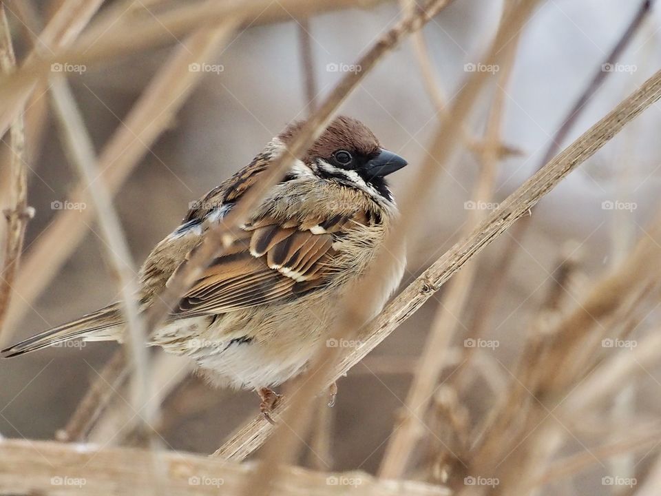 Sparrow