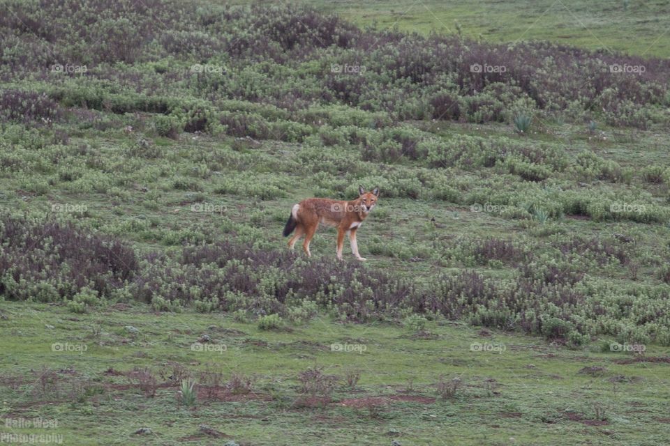 Ethiopian wolf 44