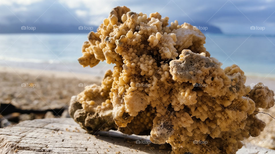 coral found on the beach