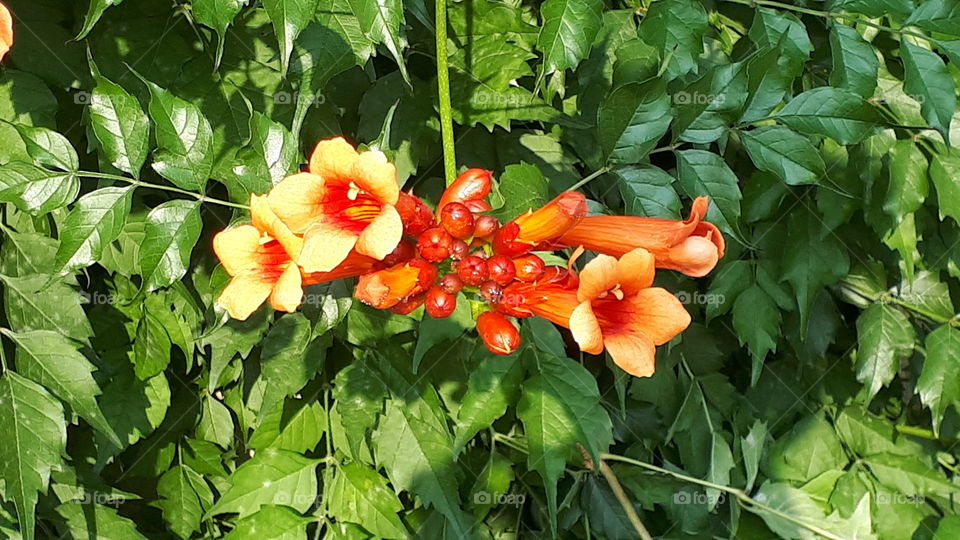 Some Trumpet Creeper flowers up the wall.