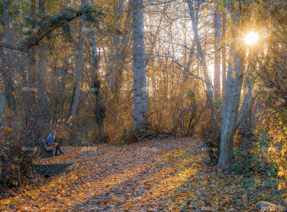 Autumn scene with girl sitting on park bench as sunlight streams through trees and casts shadows on fallen leaves 