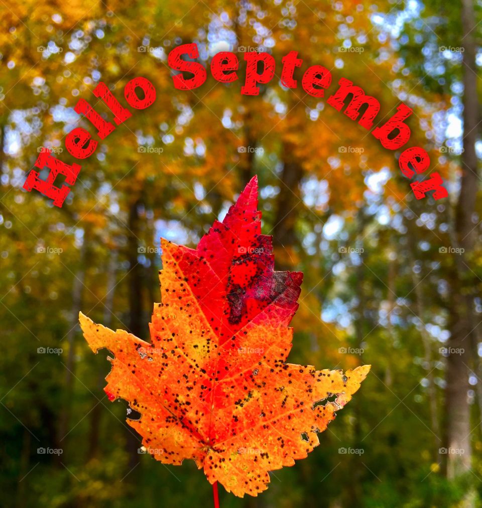 Fall leaves with colorful foliage Hello September 