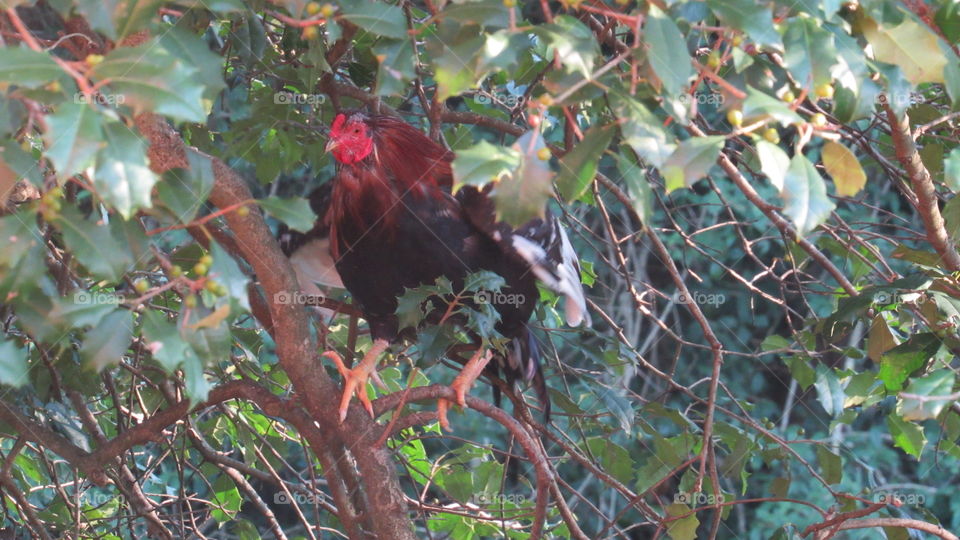 rooster in a holly tree