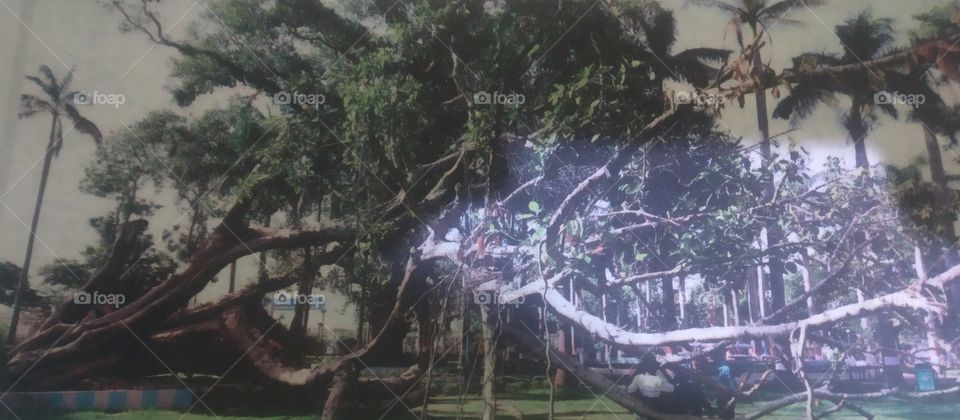 Due to cyclone 🌪 in many Indian States West Bengal, Assam, madhya pradesh, Uttar pradesh and many more states are face big problems. mostly crops and trees 🌲🌳🌴 are ruined due to cyclone🌪 in this areas.