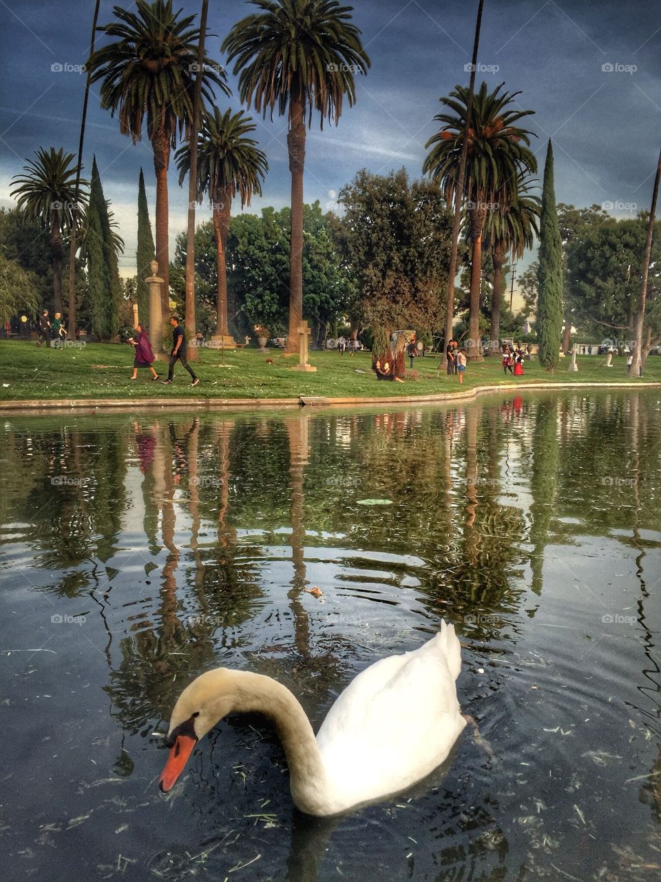 Artificial lake reflection 