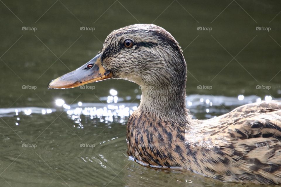 Mallard duck