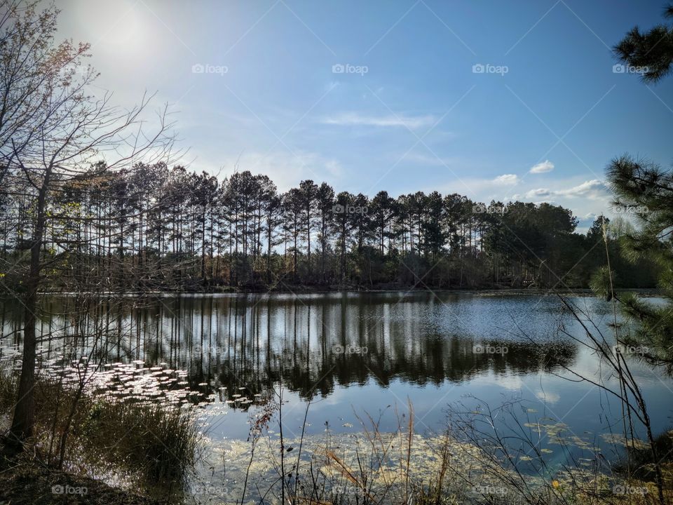 The dancing tree reflection