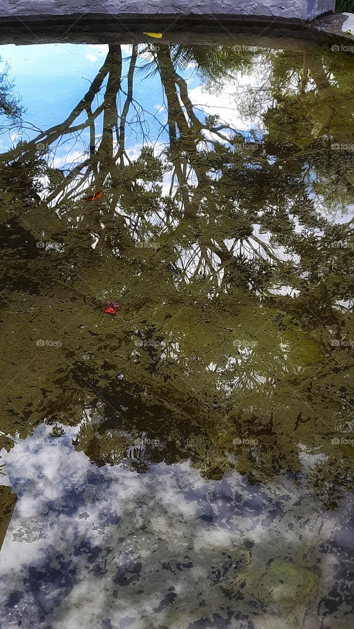 Reflection of tree and sky in the water,reflection, double,seeing double,tree,sky,landscape,clouds, water