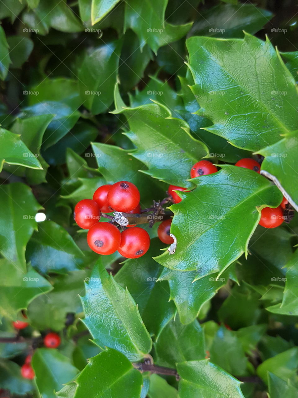 berries