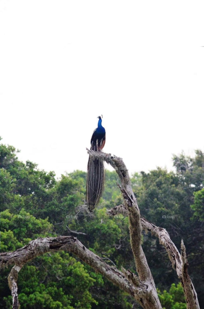 Peacock in Yala santuary