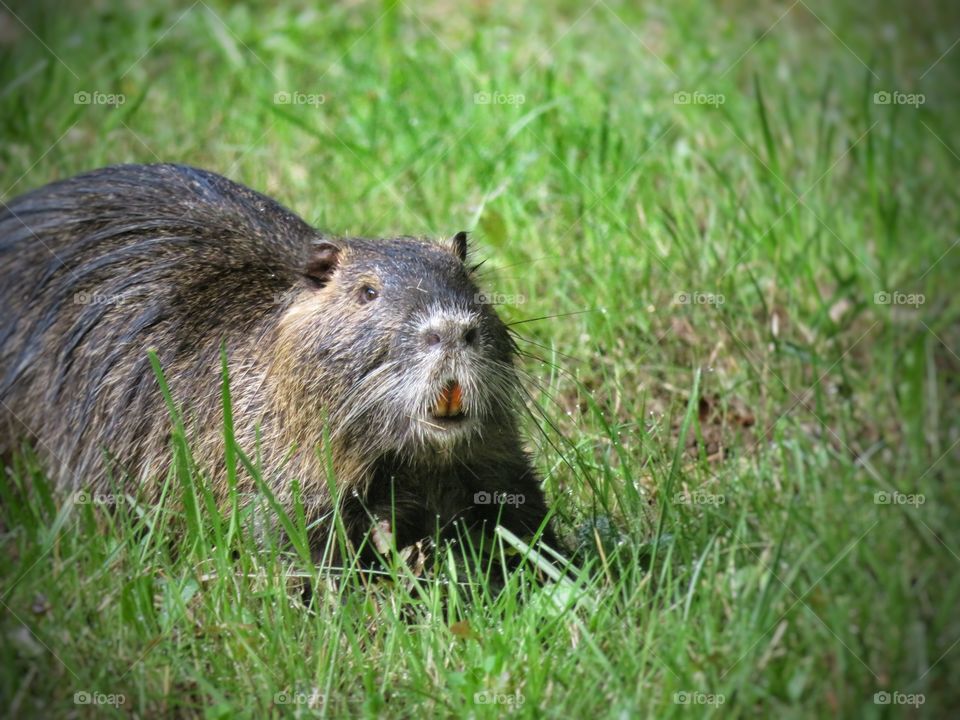 nutria