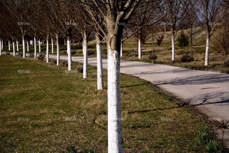 Trees in a row. Small forest