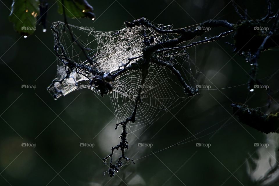 spider's web