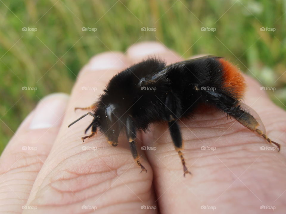 Bumble Bee On Hand