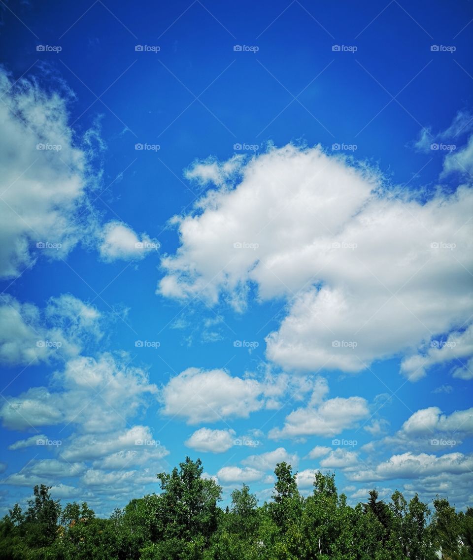 Forest full of green. Clouds white with beautiful blue sky.