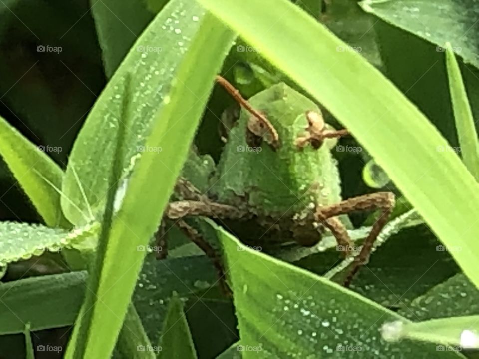 grasshopper in leaves