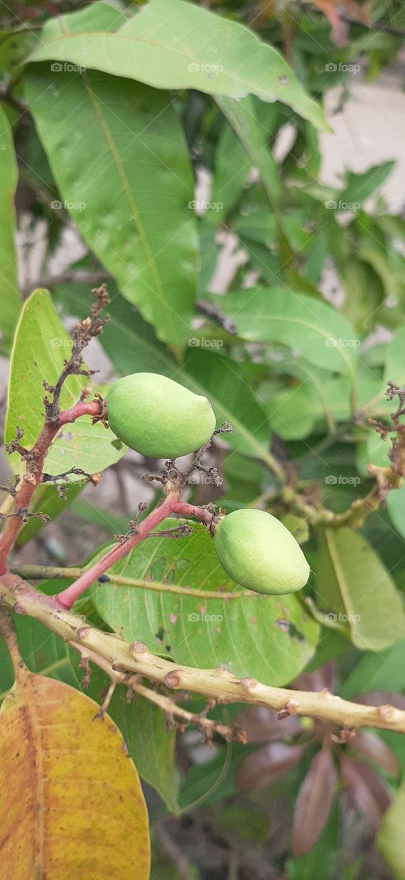 mangoes sre green yet bigger with typical shape while reddish stalk grows from tiny branch and green leaves are in the background