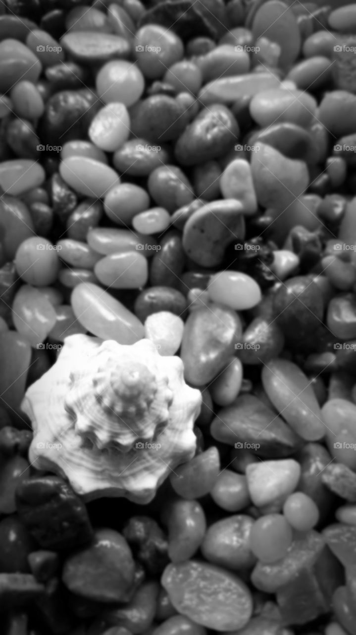 Spiral shell buried in stones.