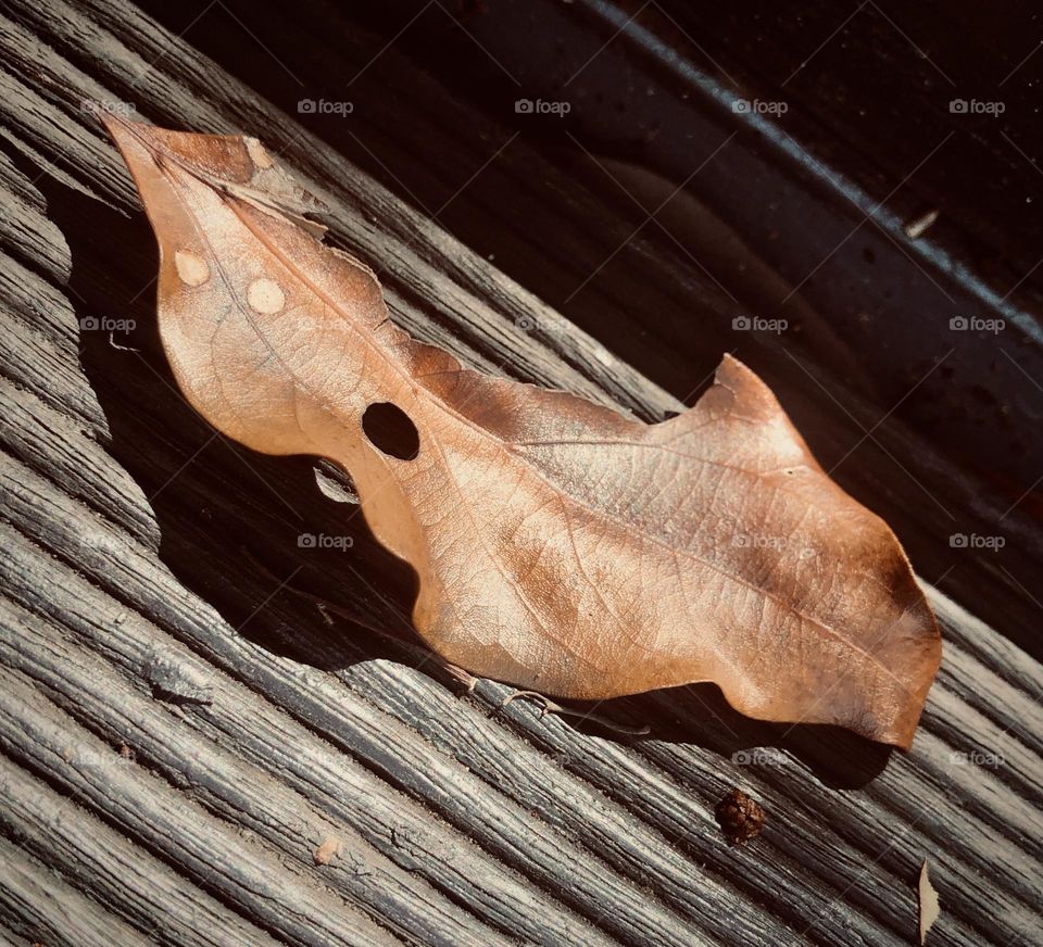 A dry leaf