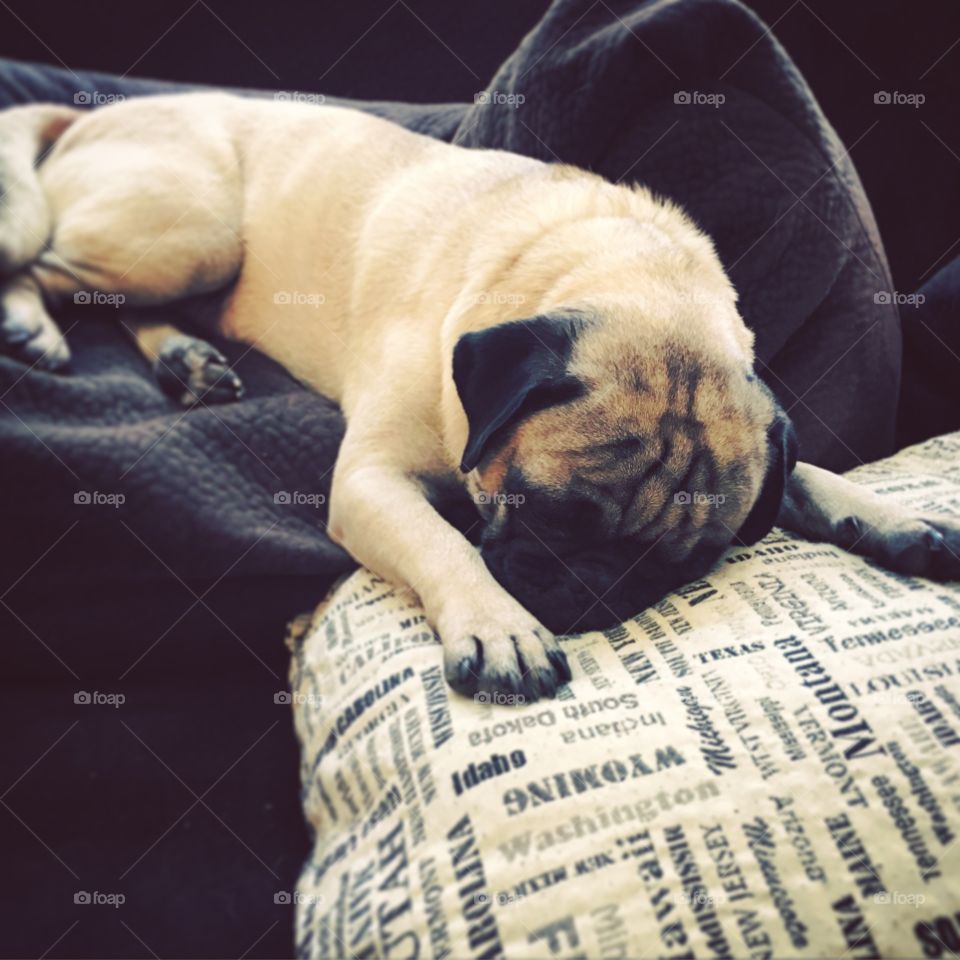 Lazy Pug