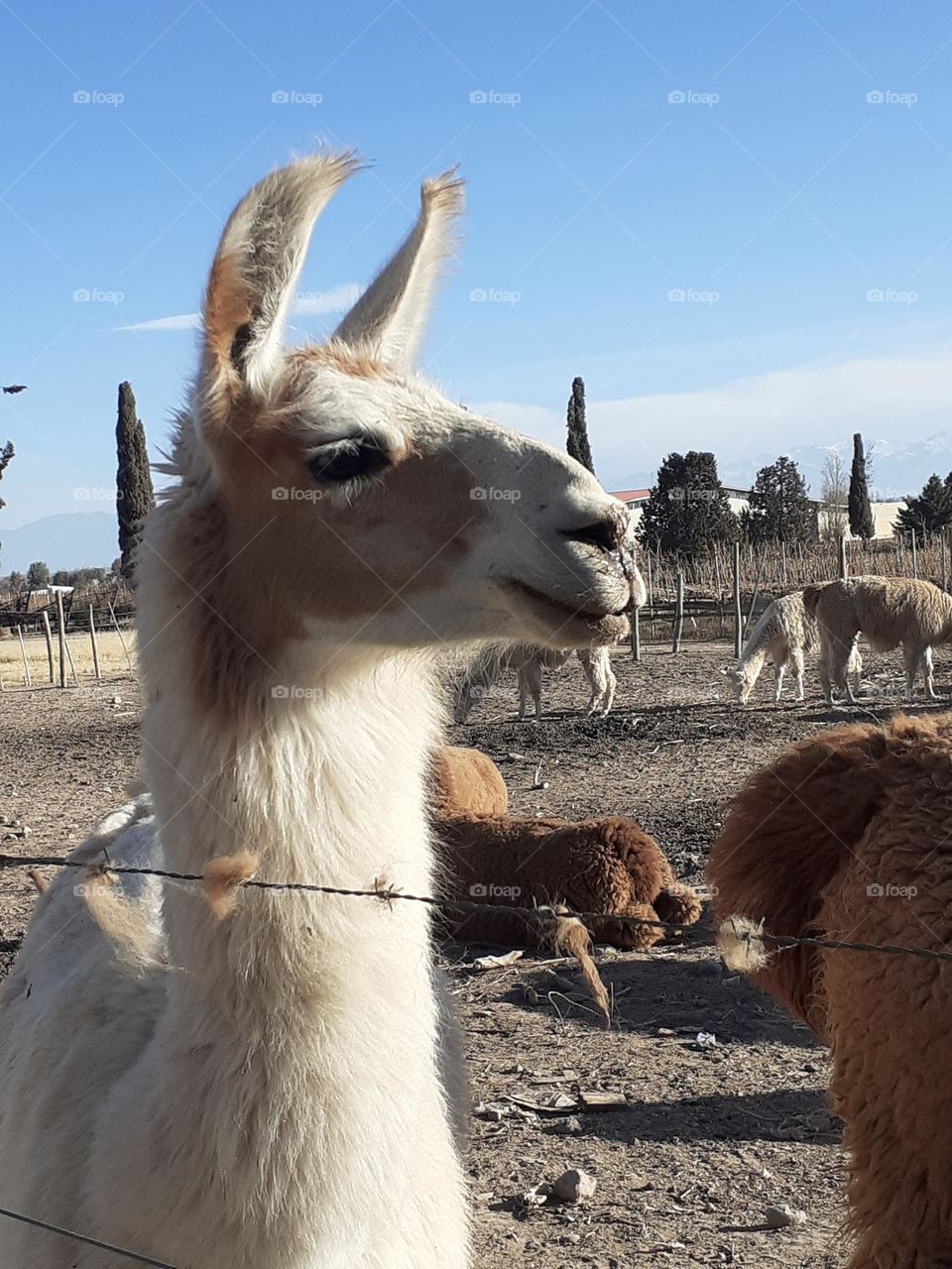 llama, animal de zona andina