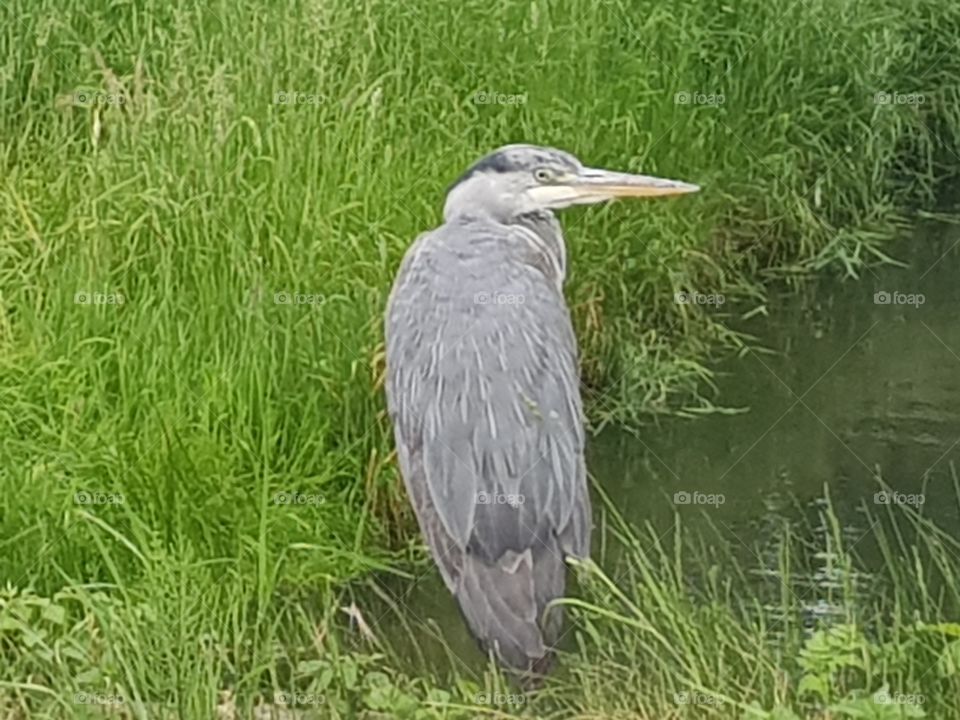 A heron among the tall grass, he wonders what is going on around him. He might see food :)