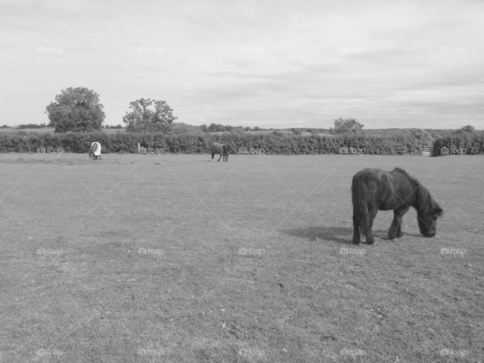 Black and white field . Horses in a field 