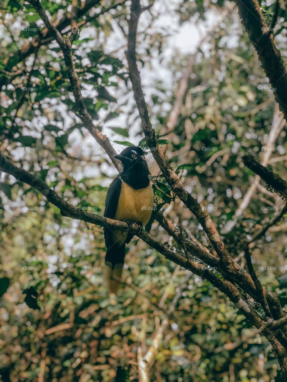 Bird standing on a tree