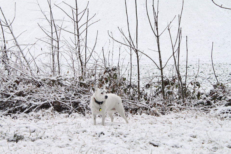 black and white colored doggy in a black and white colored Winterwonderland