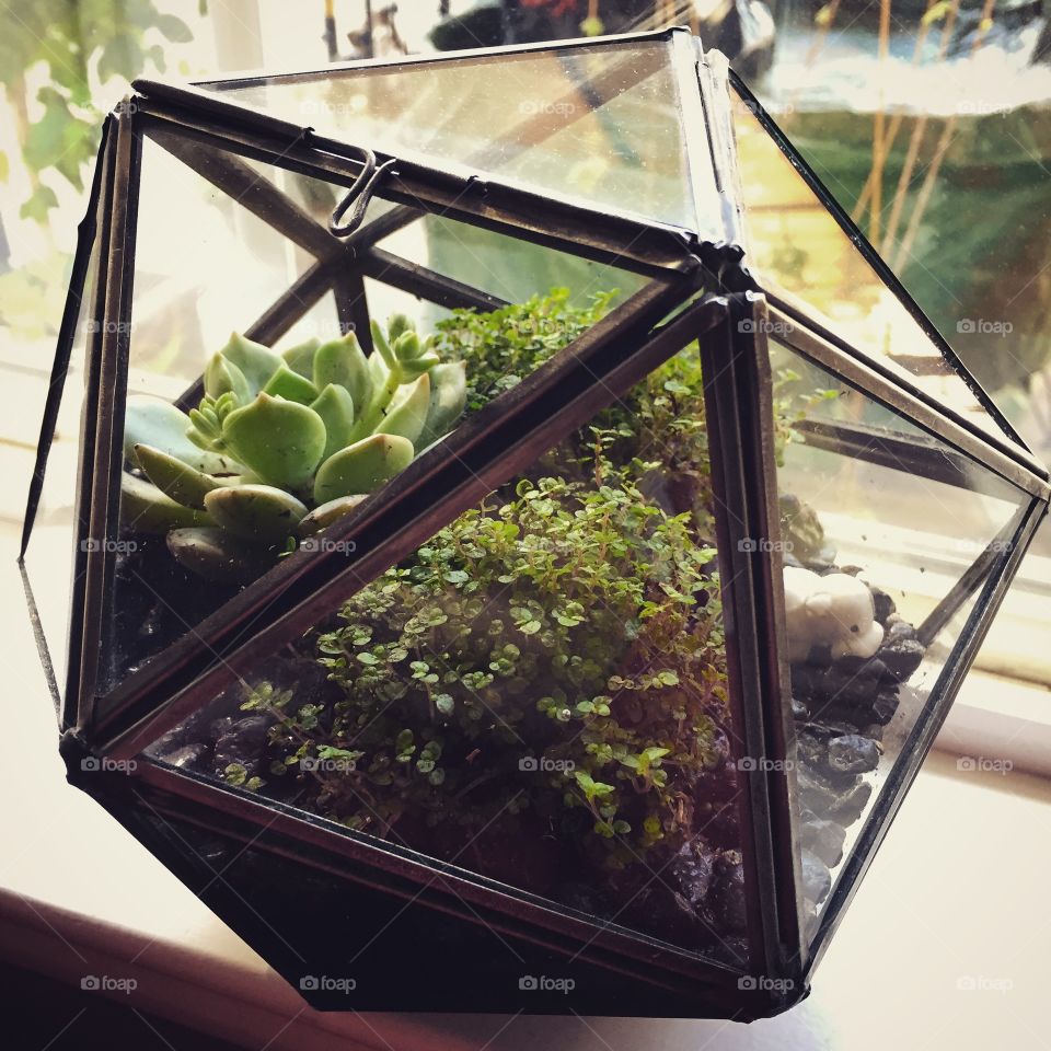 Garden Terrarium. Succulent & baby's tears in a glass geo terrarium