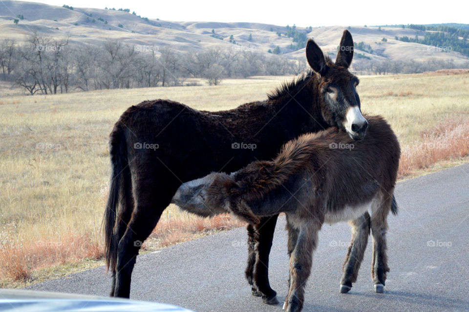 Awwwwwwww. The momma donkey feeds her baby. 