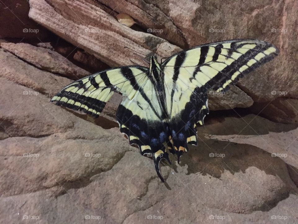 Beautiful butterfly missing some wing