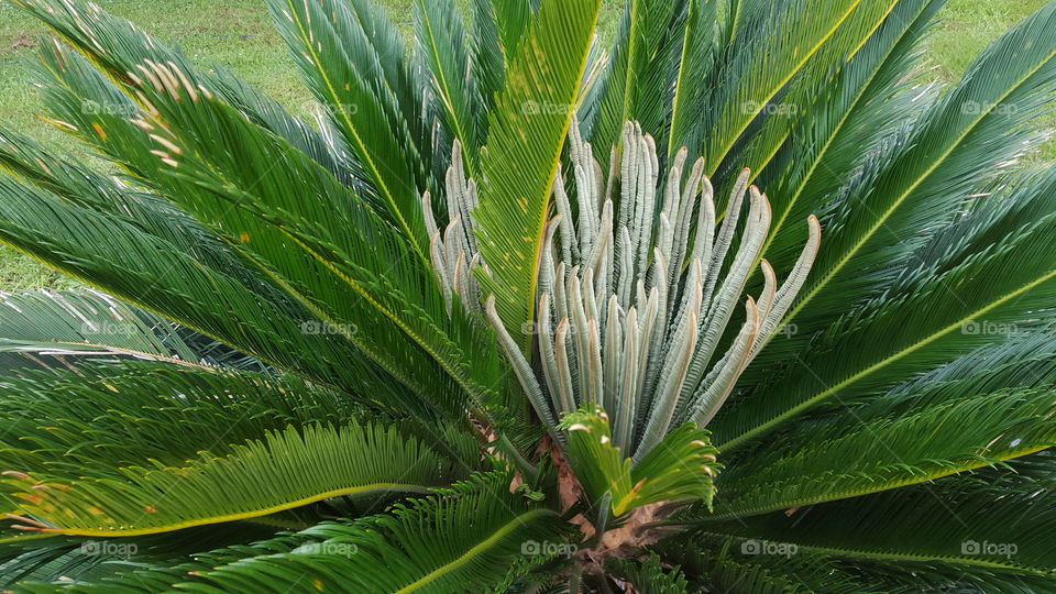 Sago Fronds