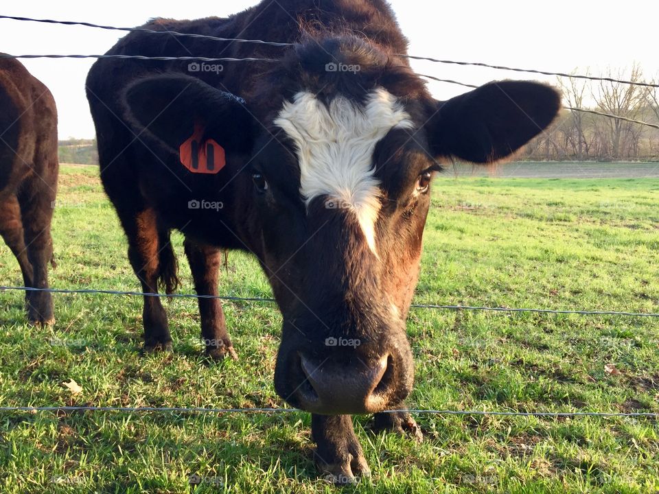 A brown steer with a white blaze pokes his head through a wire fence next to a grassy pasture 