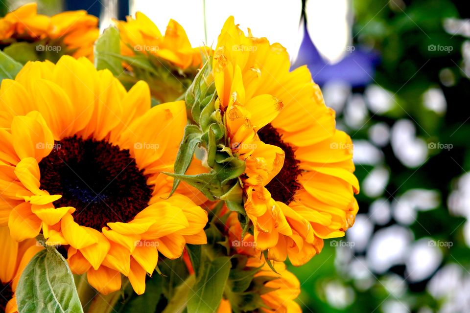 Sunflowers in the garden 