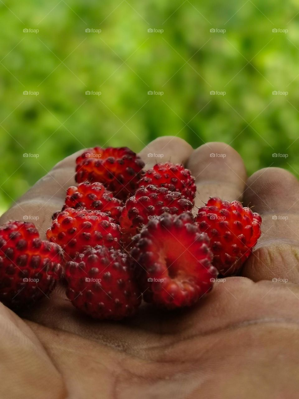 Vibrant juicy wild berries