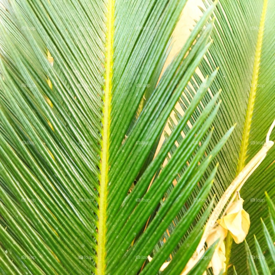 splendid and green palm tree.