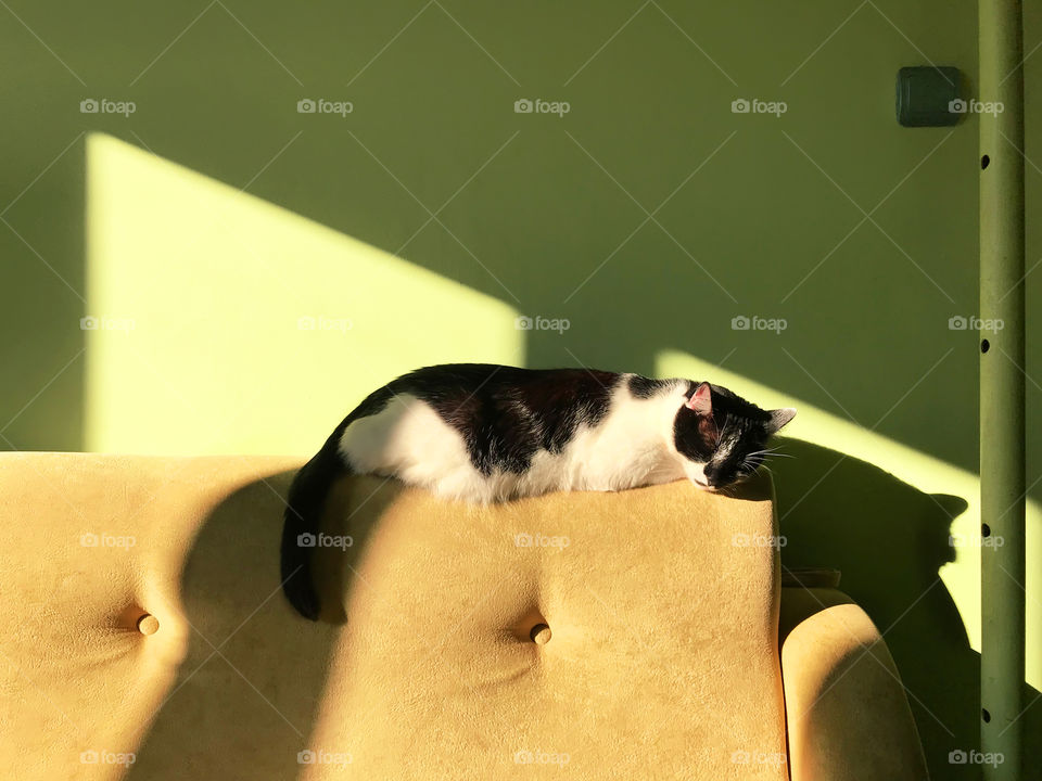 Cat sleeping on a sofa in light and shadows 