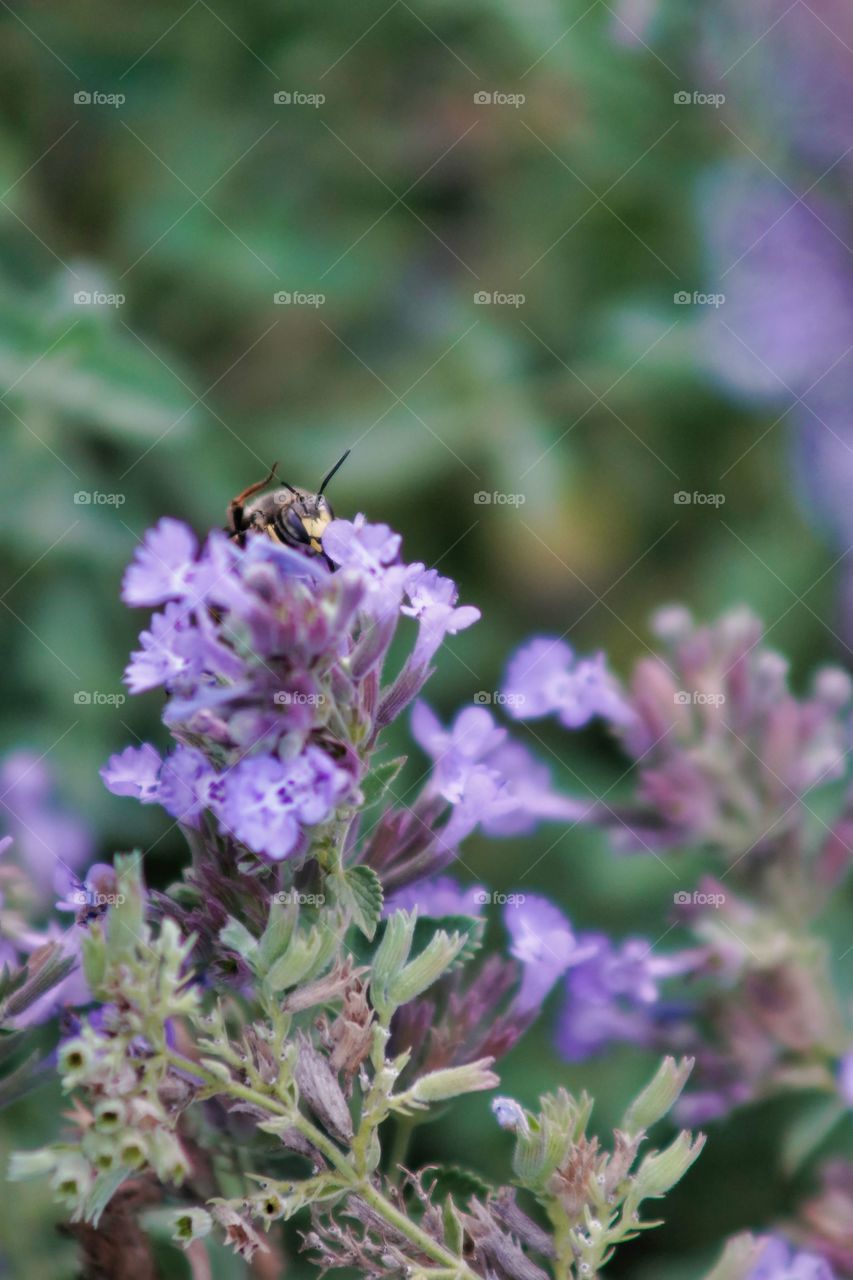 bee
