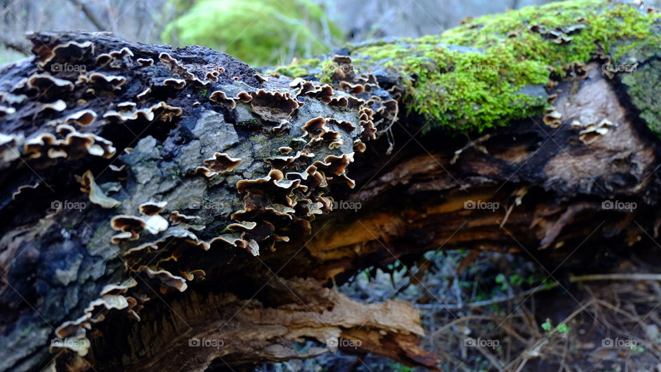 Mushroom and moss growing in a fallen tree trunk