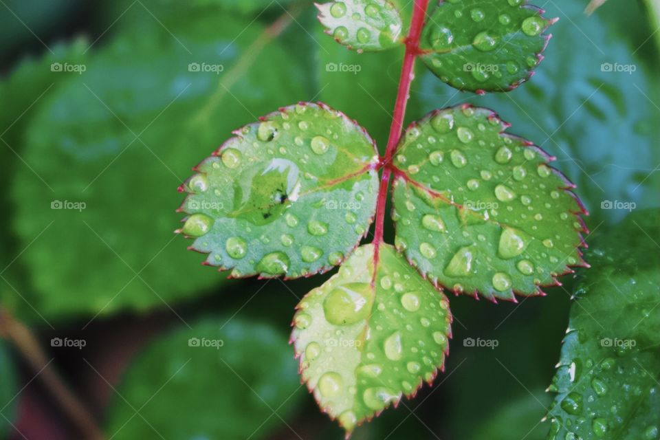 red stem of a rosebush