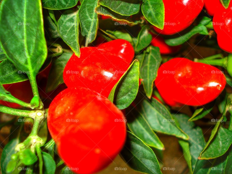 pé de pimenta chili